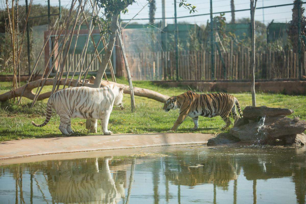 Le Zoo